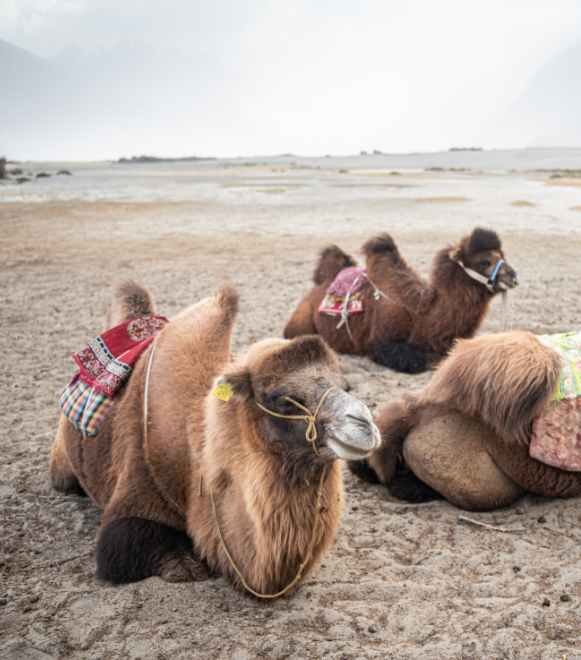 Nubra Valley – Destination